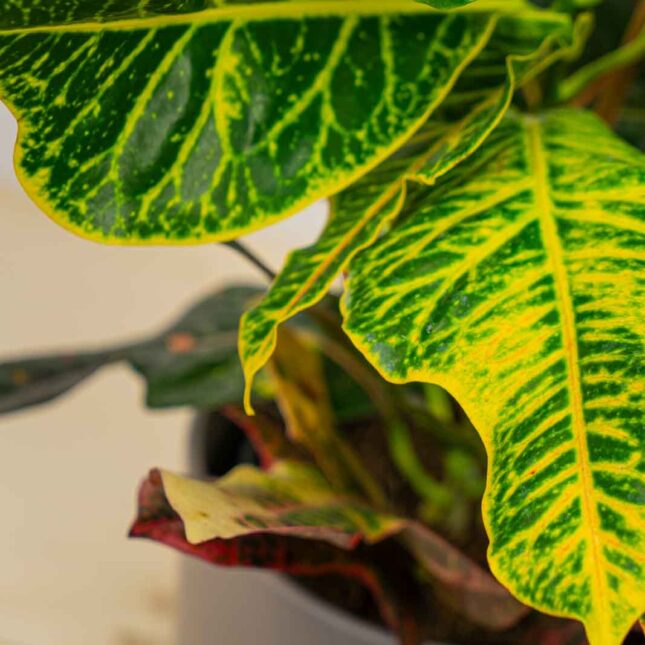 Mała Szklarnia Mała Szklarnia