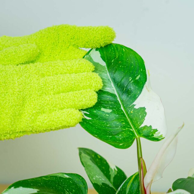 Mała Szklarnia Mała Szklarnia