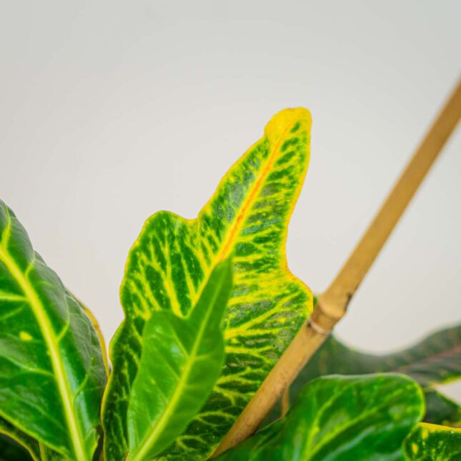 Mała Szklarnia Mała Szklarnia