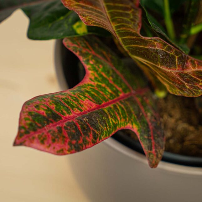 Mała Szklarnia Mała Szklarnia