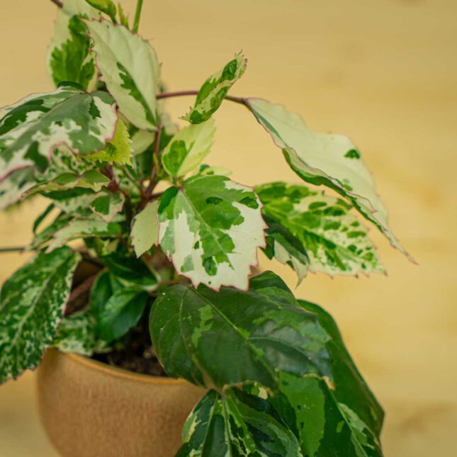 Mała Szklarnia Mała Szklarnia