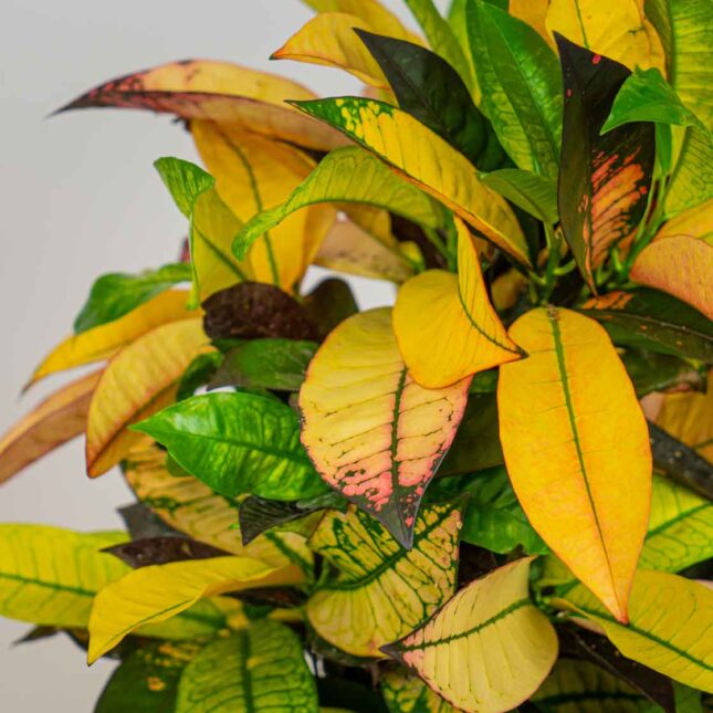 Mała Szklarnia Mała Szklarnia