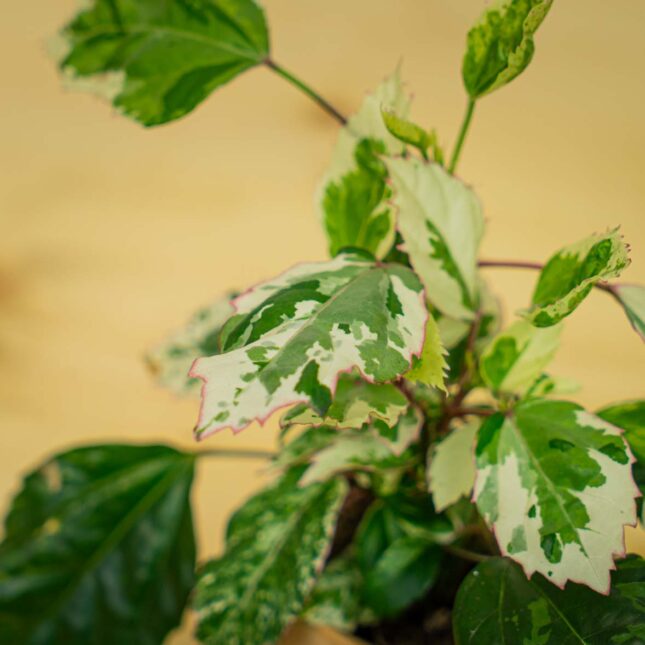 Mała Szklarnia Mała Szklarnia