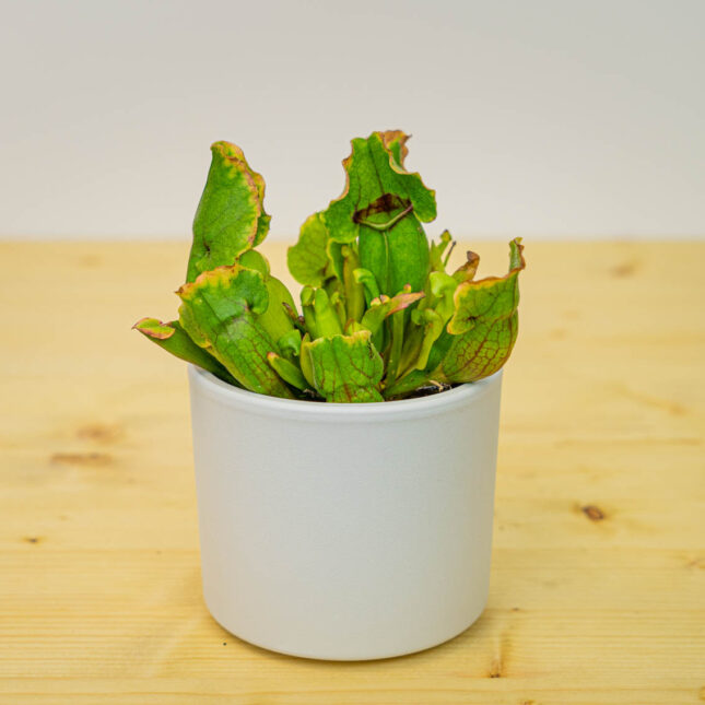 Mała Szklarnia Mała Szklarnia