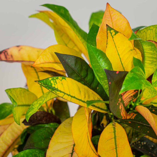 Mała Szklarnia Mała Szklarnia