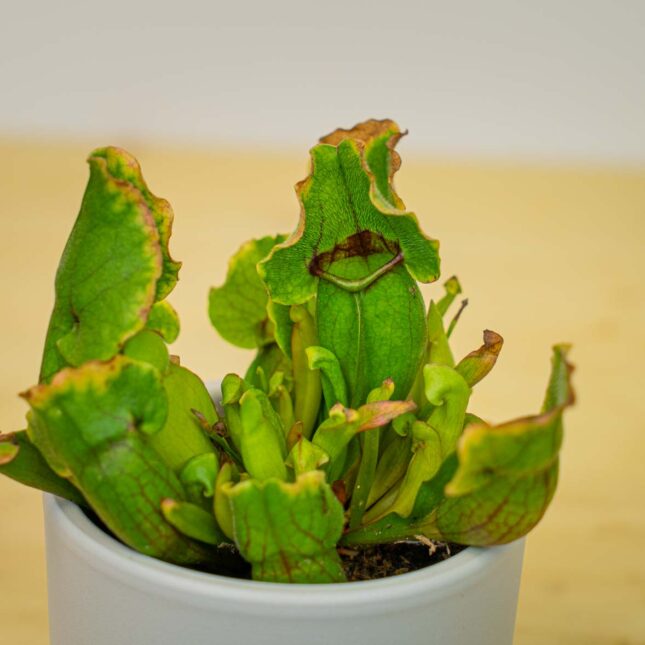 Mała Szklarnia Mała Szklarnia