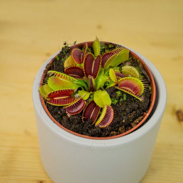 Mała Szklarnia Mała Szklarnia