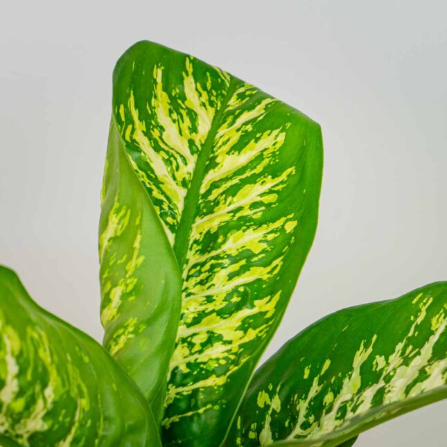 Mała Szklarnia Mała Szklarnia