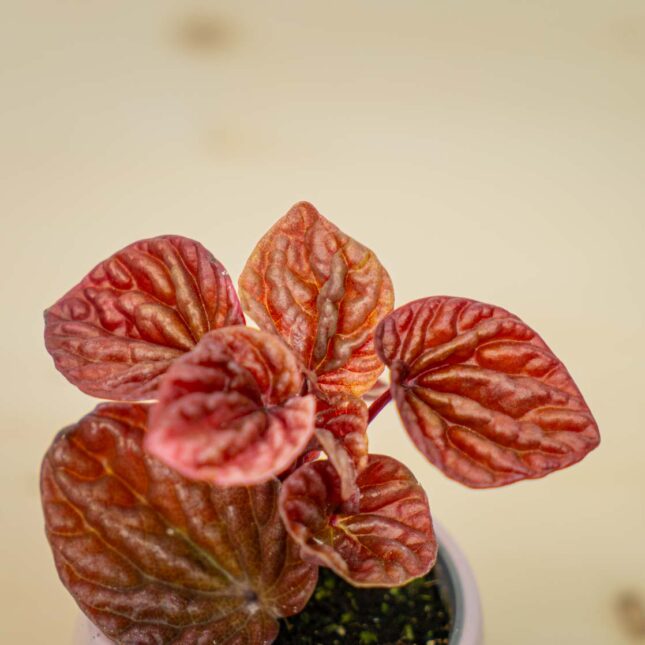 Mała Szklarnia Mała Szklarnia