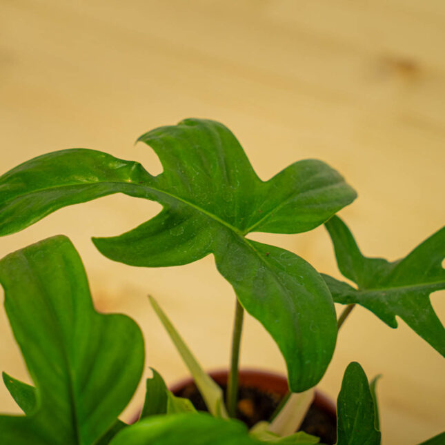 Mała Szklarnia Mała Szklarnia