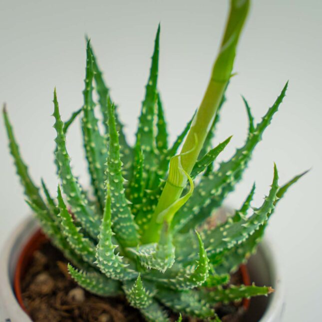 Mała Szklarnia Mała Szklarnia