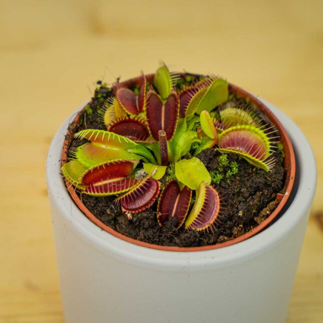 Mała Szklarnia Mała Szklarnia