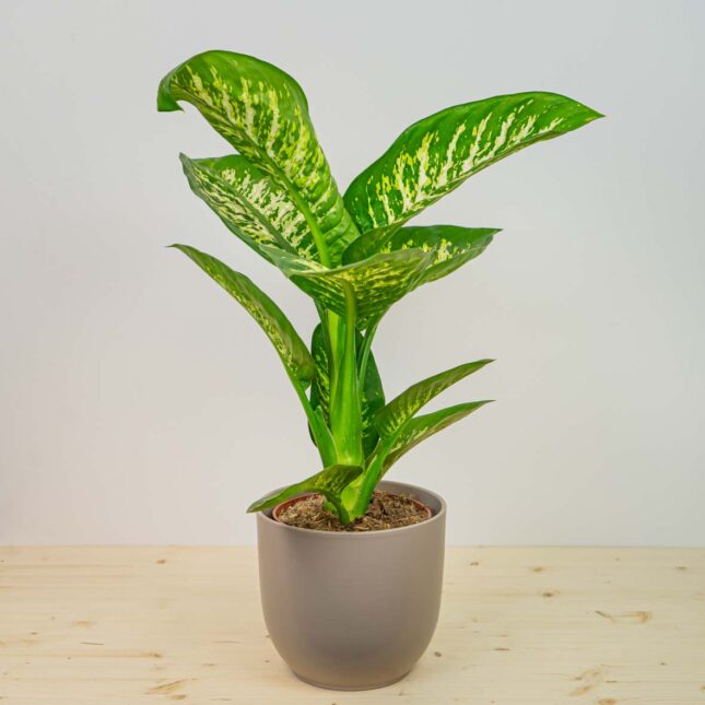 Mała Szklarnia Mała Szklarnia