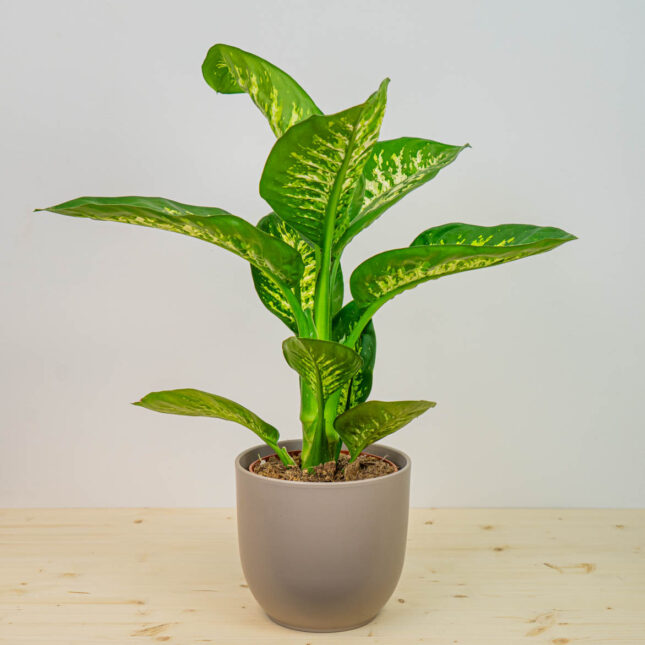 Mała Szklarnia Mała Szklarnia