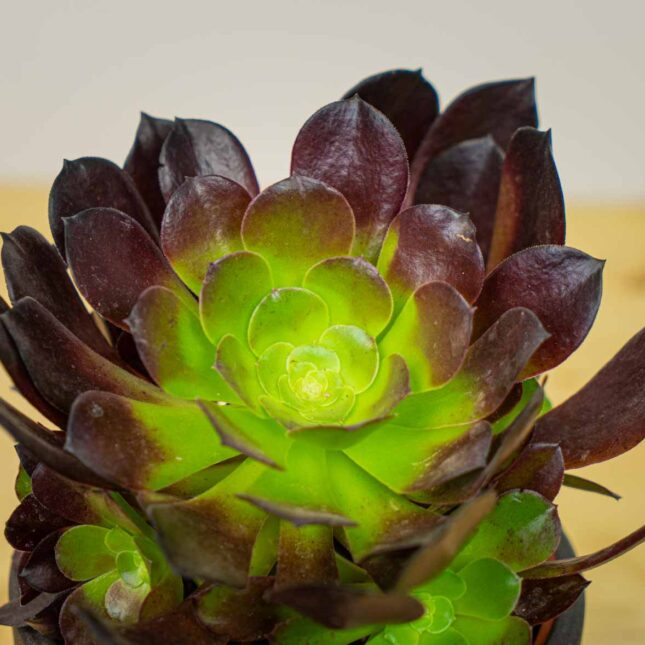 Mała Szklarnia Mała Szklarnia