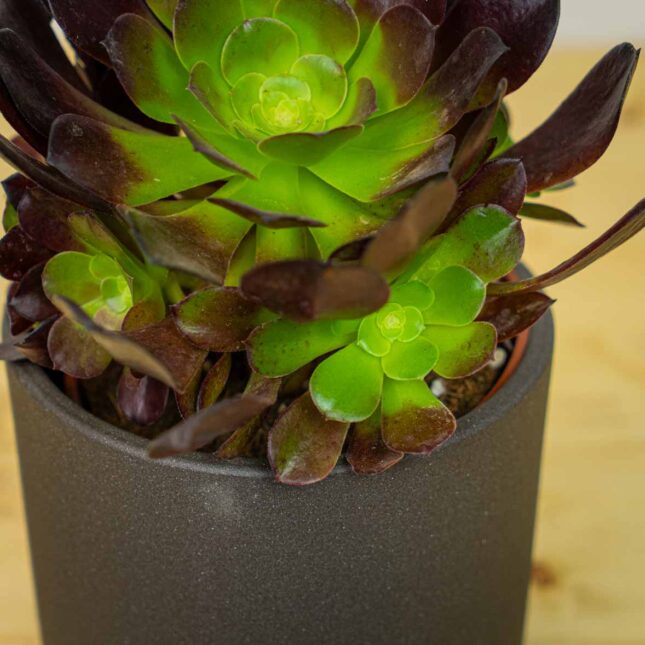 Mała Szklarnia Mała Szklarnia