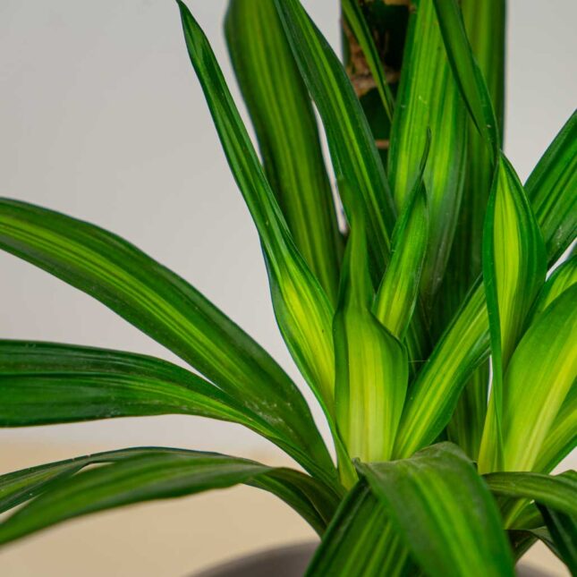 Mała Szklarnia Mała Szklarnia