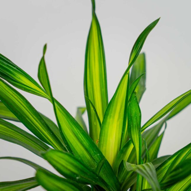 Mała Szklarnia Mała Szklarnia