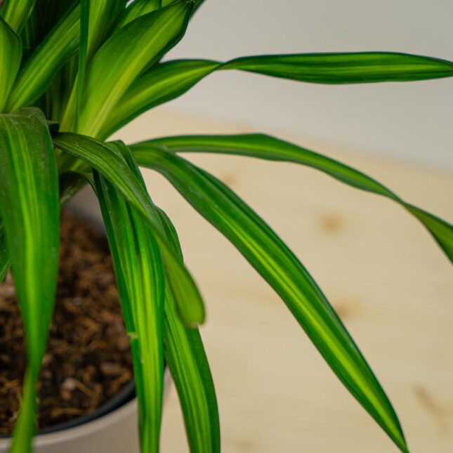 Mała Szklarnia Mała Szklarnia