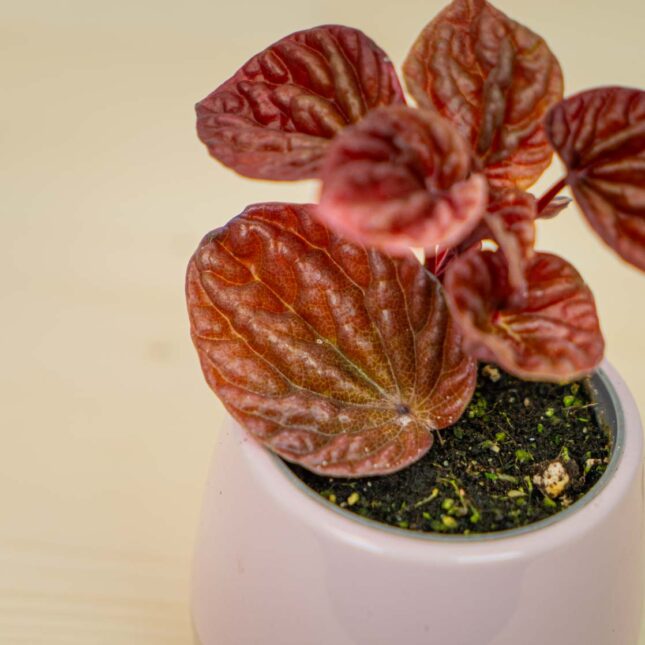 Mała Szklarnia Mała Szklarnia