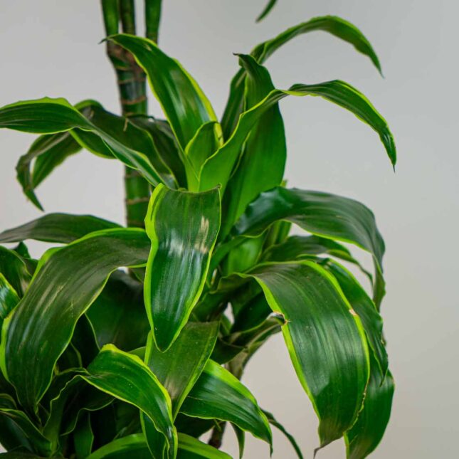 Mała Szklarnia Mała Szklarnia