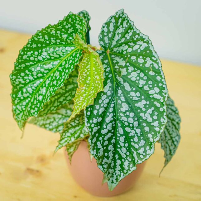 Mała Szklarnia Mała Szklarnia