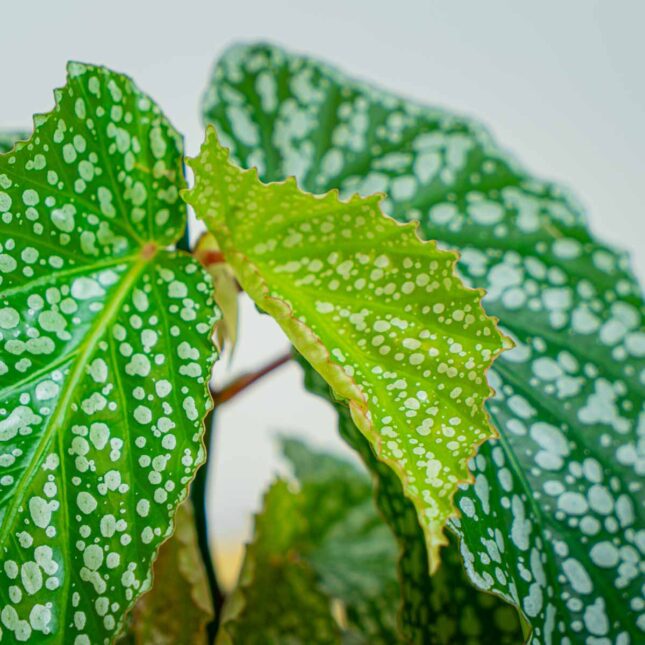 Mała Szklarnia Mała Szklarnia