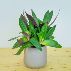 Reo meksykańskie (tradescantia sitara)
