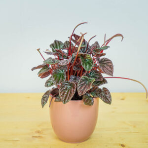 Peperomia caperata burgunder