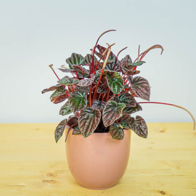 Peperomia caperata burgunder