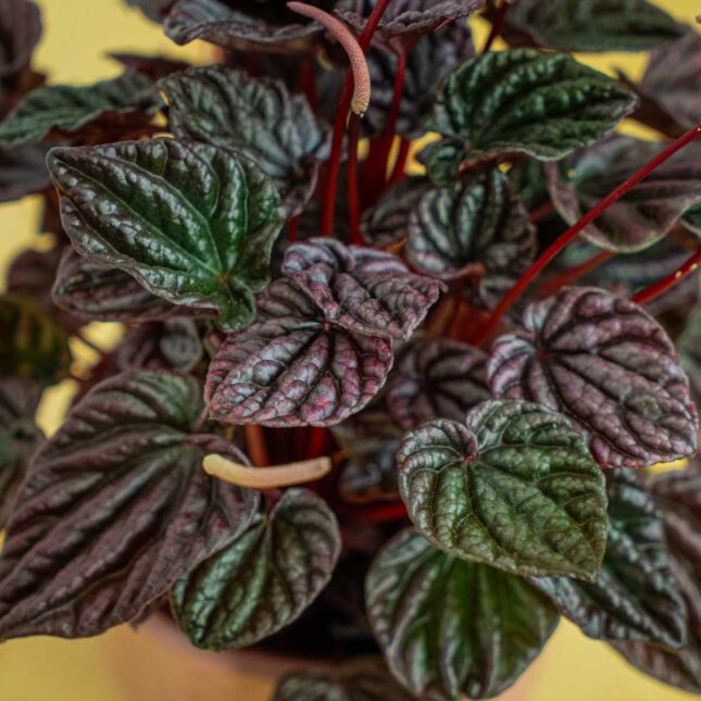 Mała Szklarnia Mała Szklarnia