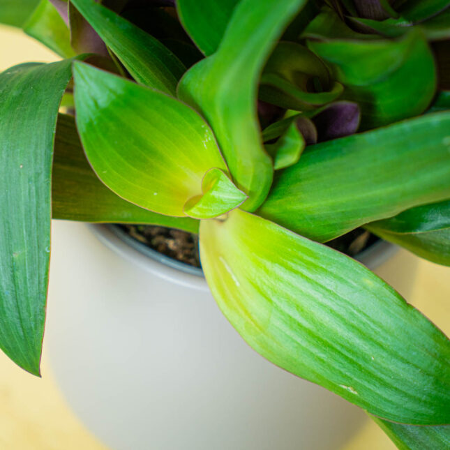 Mała Szklarnia Mała Szklarnia