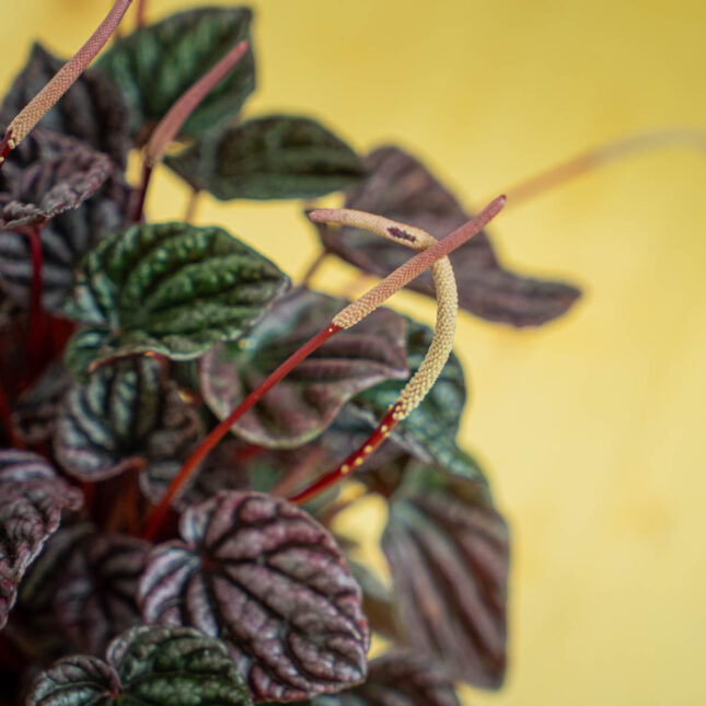 Mała Szklarnia Mała Szklarnia