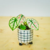 Caladium kelly strawberry star baby
