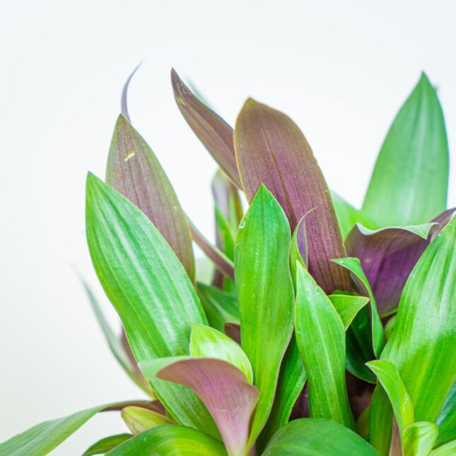 Mała Szklarnia Mała Szklarnia