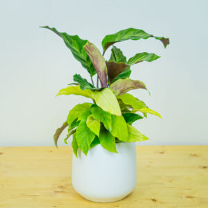 Calathea yellow fusion
