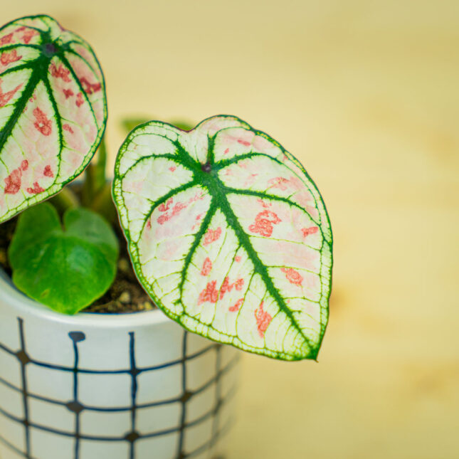 Mała Szklarnia Mała Szklarnia