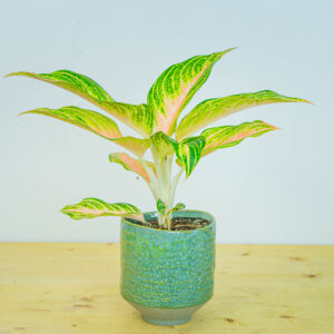 Aglaonema eyecatcher