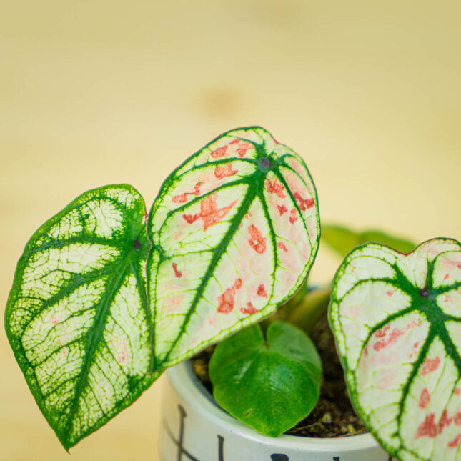 Mała Szklarnia Mała Szklarnia