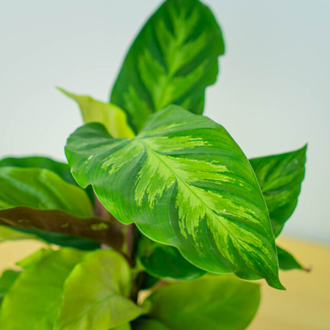 Mała Szklarnia Mała Szklarnia