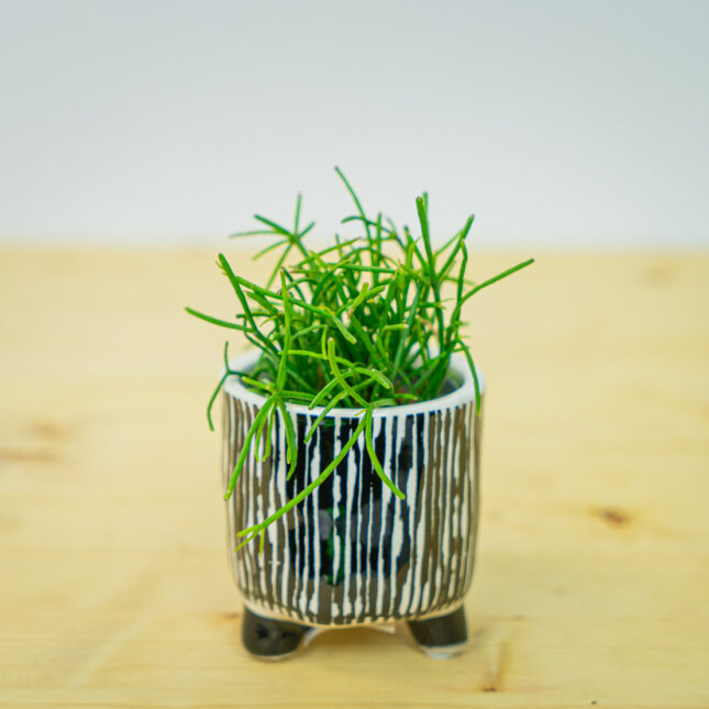 Rhipsalis baccifera oasis (patyczak) baby