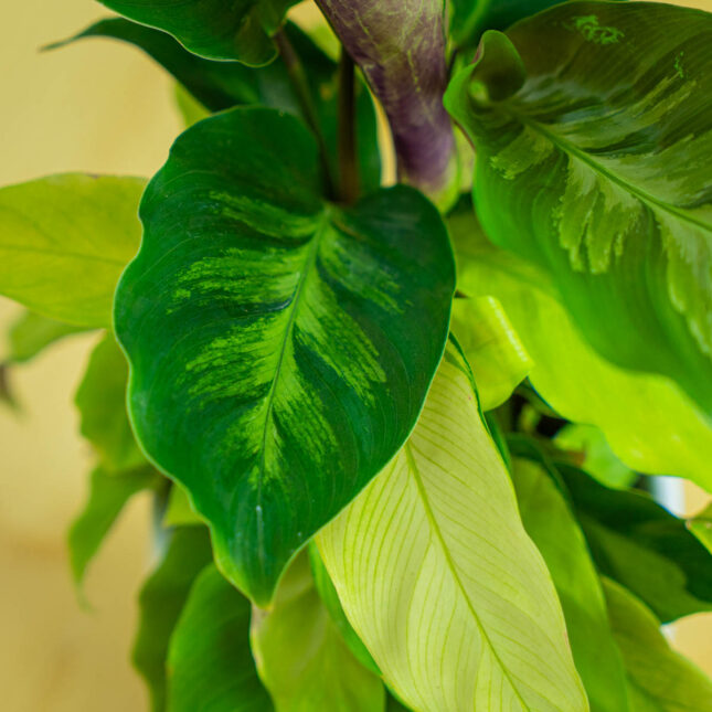 Mała Szklarnia Mała Szklarnia