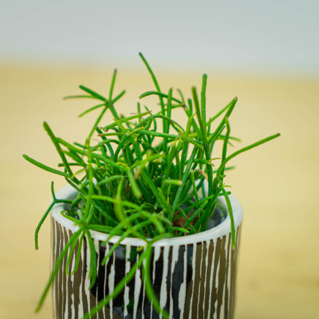 Mała Szklarnia Mała Szklarnia