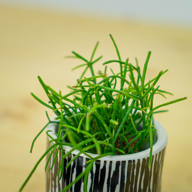 Mała Szklarnia Mała Szklarnia