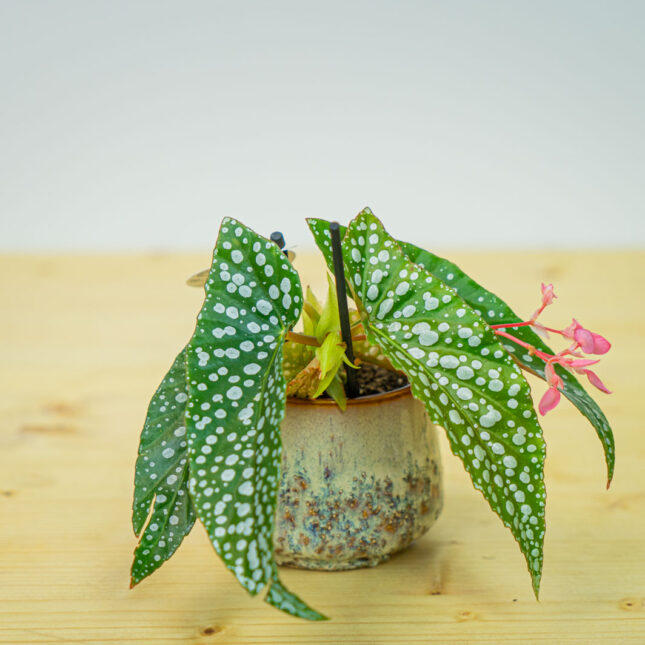 Mała Szklarnia Mała Szklarnia