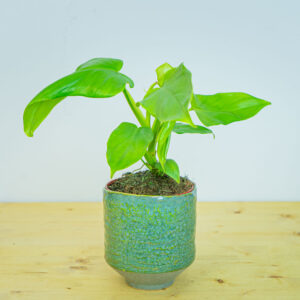 Philodendron bipennifolium aurea (gold violin)