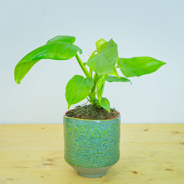 Philodendron bipennifolium aurea (gold violin)