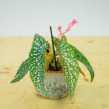 Begonia white ice baby