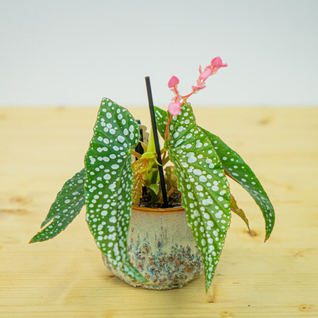 Begonia white ice baby