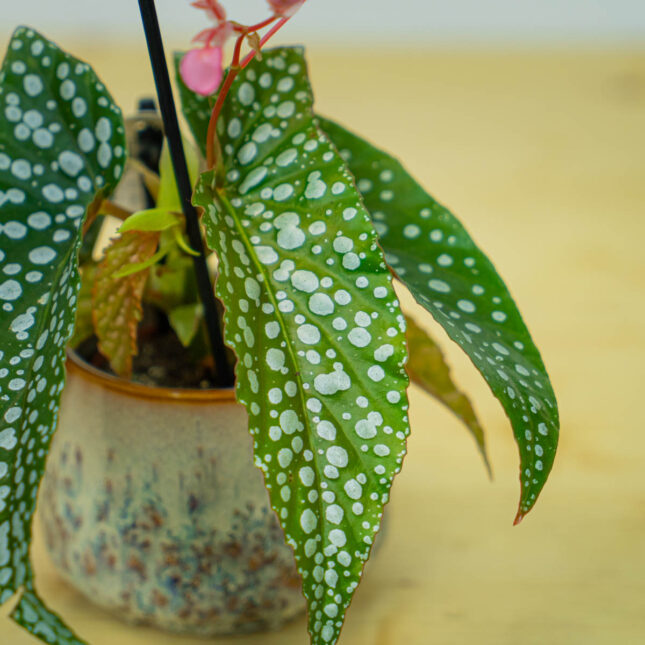 Mała Szklarnia Mała Szklarnia